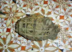 post-2863-0-94228600-1367942323_thumb.jp