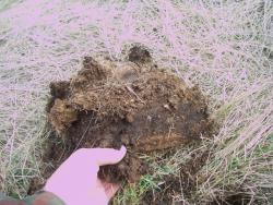 post-4269-0-22727800-1367729599_thumb.jp