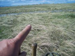 post-4269-0-63821000-1368287959_thumb.jp