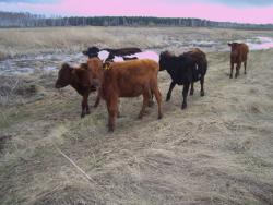 post-4269-0-87049200-1367599220_thumb.jp