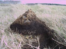 post-4269-0-87637900-1367599671_thumb.jp