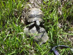 post-4489-0-54166800-1368724139_thumb.jp