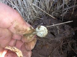 post-4820-0-58183800-1368864016_thumb.jp