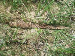 post-4998-0-95359700-1369570845_thumb.jp