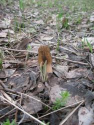 post-6245-0-59443600-1368415060_thumb.jp