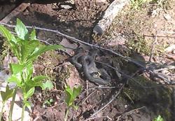 post-8703-0-45536300-1368376693_thumb.jp