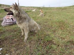 post-1580-0-84948000-1400257711_thumb.jp