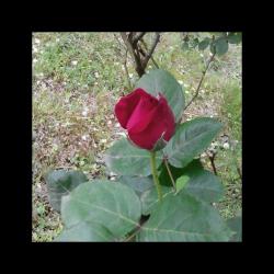 post-19230-0-35095000-1399890837_thumb.j