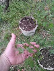 post-19230-0-44462100-1399276727_thumb.j