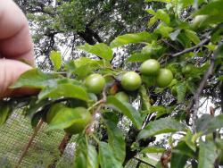 post-19230-0-52698600-1399276766_thumb.j