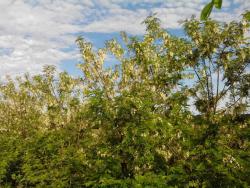 post-19230-0-65567600-1399048925_thumb.j