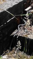 post-19230-0-72802200-1400671990_thumb.j