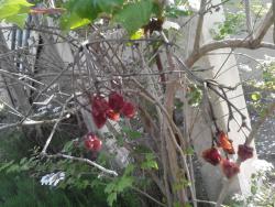 post-19230-0-82263200-1399129144_thumb.j