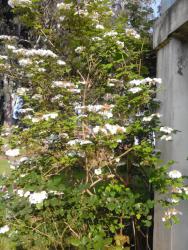 post-19230-0-93352300-1399128496_thumb.j