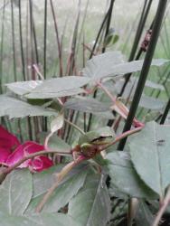 post-19230-0-97779800-1399625530_thumb.j