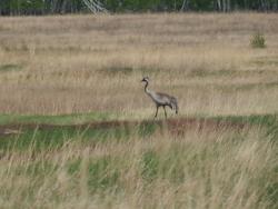 post-4989-0-08949600-1400076504_thumb.jp