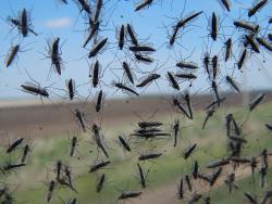 post-4989-0-16856900-1400076633_thumb.jp