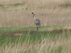 post-4989-0-79556600-1400076474_thumb.jp