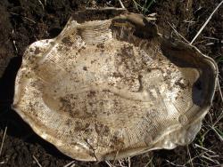 post-12373-0-71045000-1431611496_thumb.j