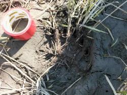 post-16241-0-77475600-1431934652_thumb.j