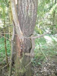 post-26744-0-82010300-1432237121_thumb.j