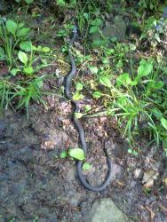 post-27737-0-48271600-1433059718_thumb.j