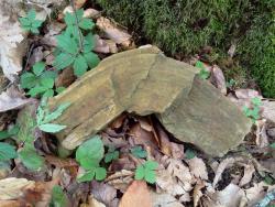 post-27737-0-73805900-1433055297_thumb.j