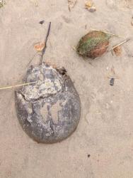 post-33129-0-49410600-1432753027_thumb.j