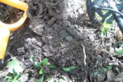 post-33996-0-08452500-1432652327_thumb.j