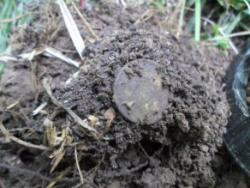 post-33996-0-21612600-1432652210_thumb.j