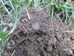 post-33996-0-86943300-1432652189_thumb.j