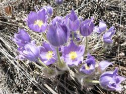 post-34345-0-01189000-1431825670_thumb.j