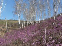 post-34345-0-43349300-1431825662_thumb.j