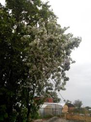 post-4119-0-66928900-1432643858_thumb.jp