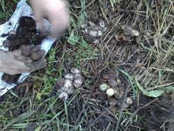 post-4123-0-13134400-1431983414_thumb.jp