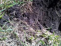 post-5088-0-24073400-1430927033_thumb.jp