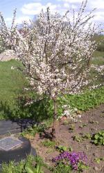 post-6368-0-43447100-1431275742_thumb.jp