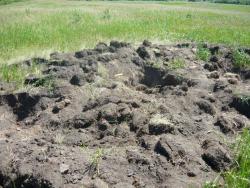 post-2349-063902500 1277908592_thumb.jpg