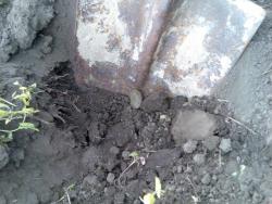 post-2661-062080000 1277047152_thumb.jpg