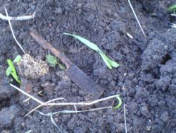 post-2898-036806300 1276106712_thumb.jpg