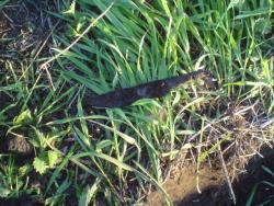 post-2898-050951900 1276106731_thumb.jpg