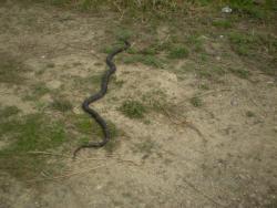 post-3757-067070000 1276515161_thumb.jpg