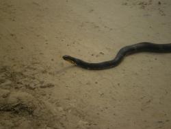 post-3757-090124700 1276515087_thumb.jpg