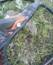 post-488-058366100 1276603546_thumb.jpg