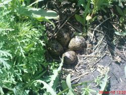 post-488-092848900 1276017346_thumb.jpg