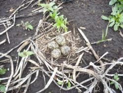 post-849-095316500 1276017627_thumb.jpg