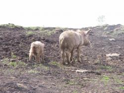 post-1697-0-19232500-1308143615_thumb.jp