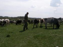 post-1697-0-44065500-1308143134_thumb.jp