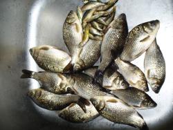 post-1788-0-15699800-1307020913_thumb.jp