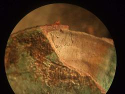 post-1887-0-51179100-1308847600_thumb.jp